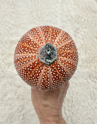 Sea Urchin Rattle Shaker, Citrine Point, Pink Scolecite, Ruby Record Keeper, Yellow Jade